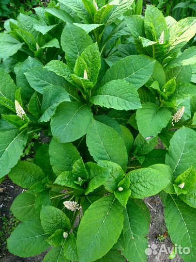 Лаконос Американский (Phytolacca)