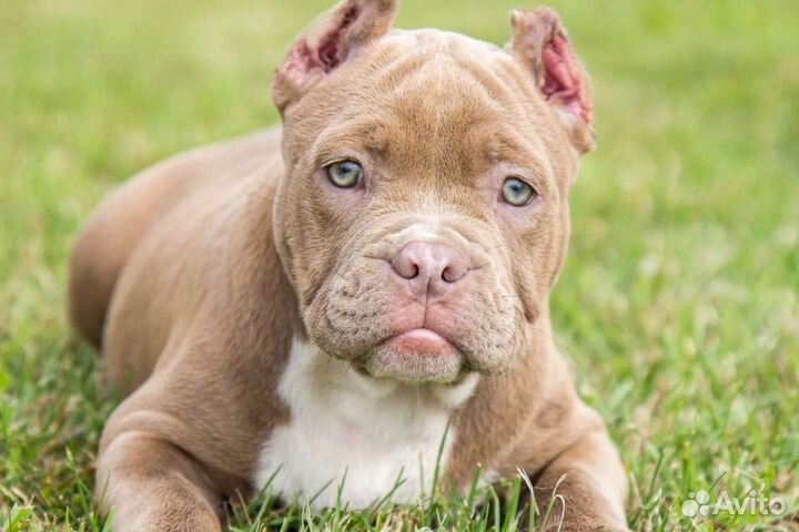 Щенки Американские булли Стандарт,Классик