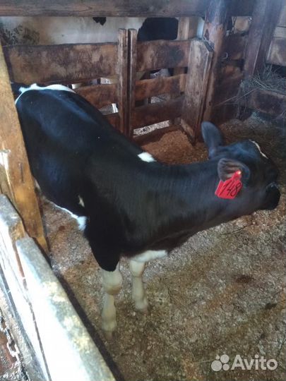 Бычки и телята на откорм 1-3 мес