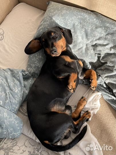 Такса кабель для вязки