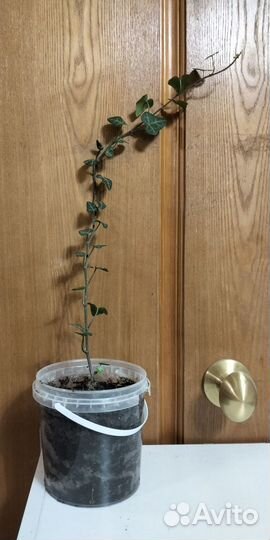 Хедера хеликс