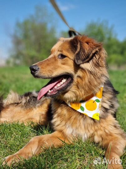 Нереальный красавец в приюте