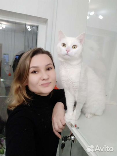 Гостиница для кошек