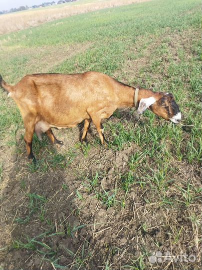 Дойная коза и козел