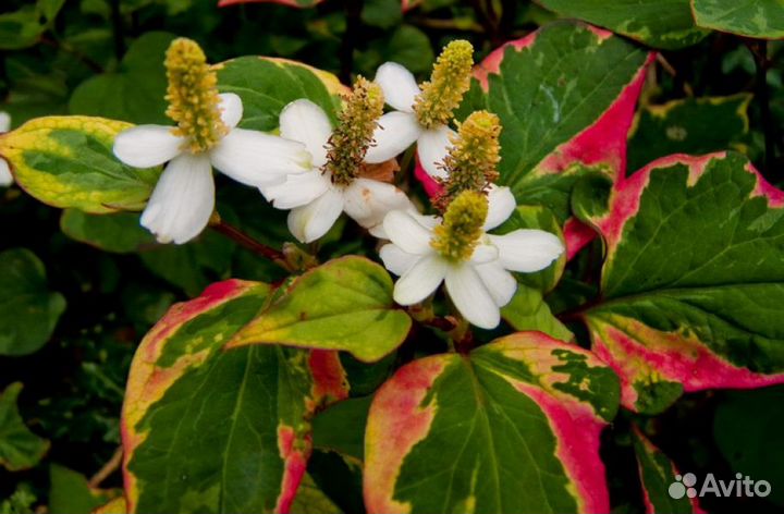 Лаванда, хауттюйния,бересклет, юкка