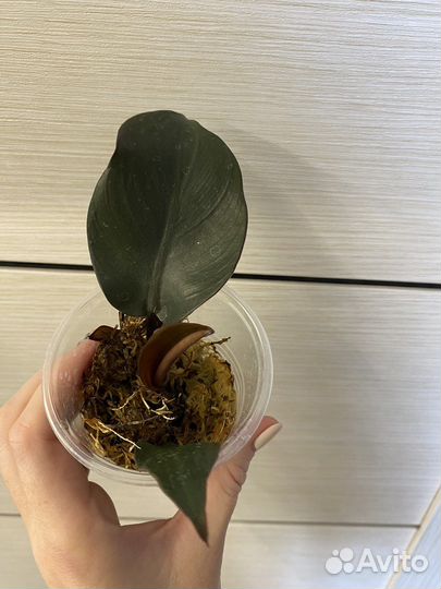 Филодендрон white wizard