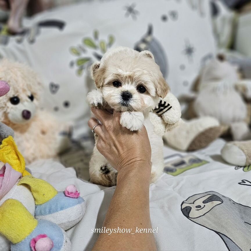 Maltipoo F1 мини девочка