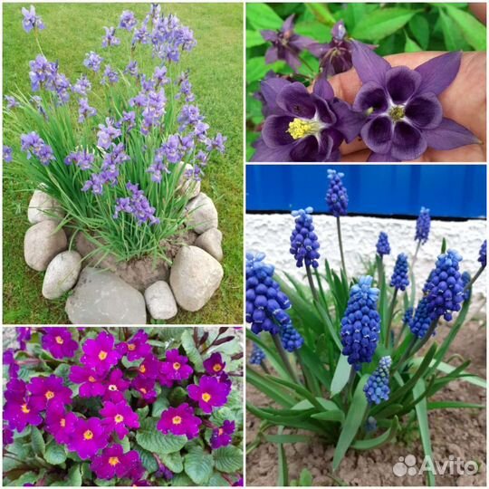 Многолетние цветы, разные