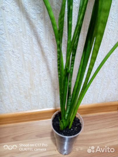 Сансевиерия - щючий хвост,тещин язык 2 шт