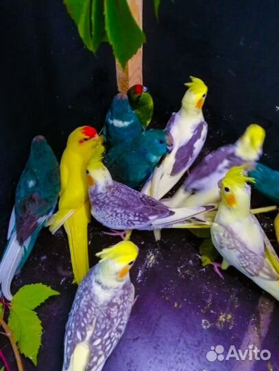 Попугаи кореллы, волнистики, какарики