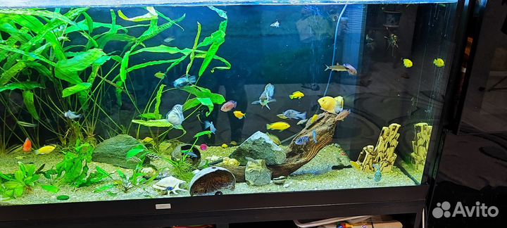 Аквариум juwel 450л