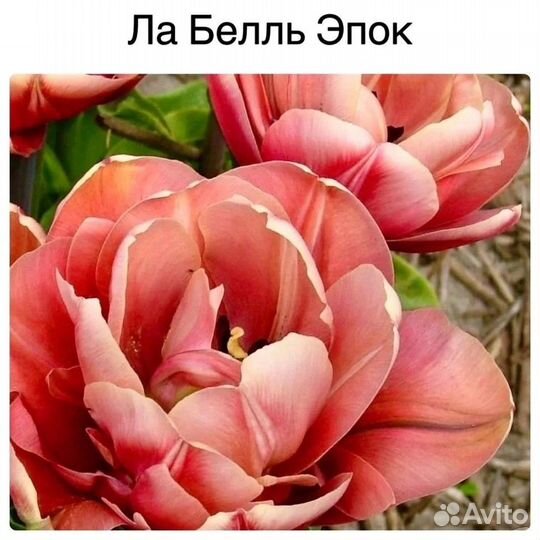 Пионовидные тюльпаны микс