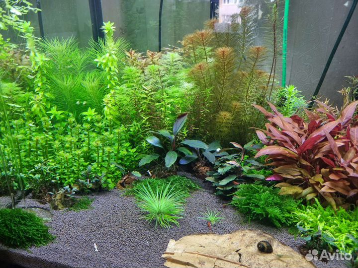 Аквариумные растения