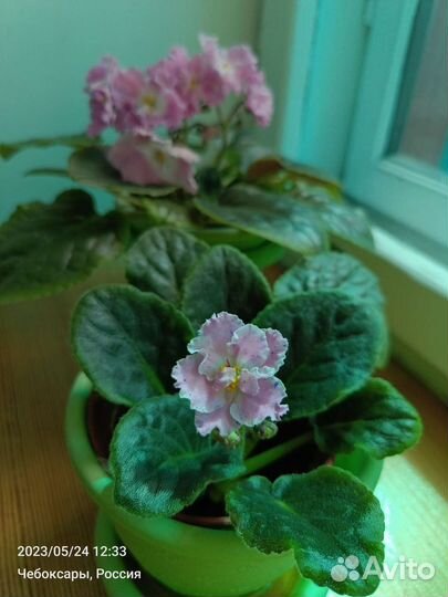 Сортовые фиалки