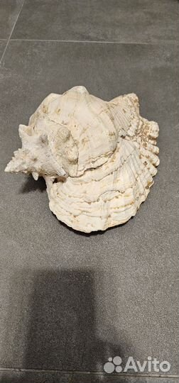 Морская раковина большая