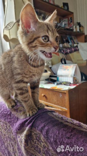 Котенок ищет дом