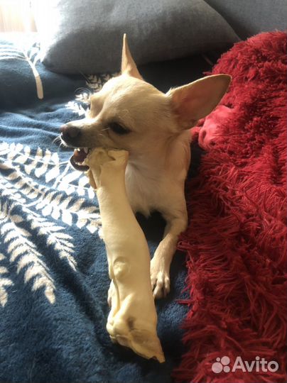 Чихуахуа ищет подружку