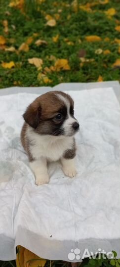 Щенки корги