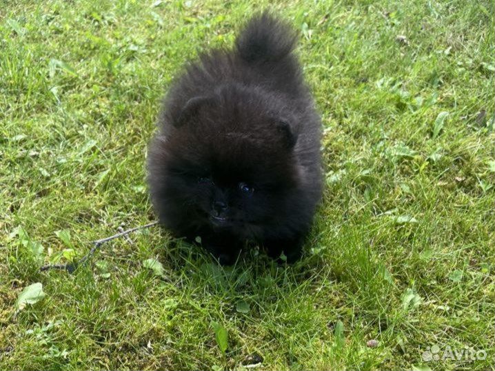 Померанский шпиц черный