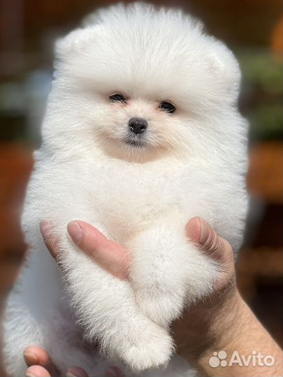 Шпиц белый мальчик