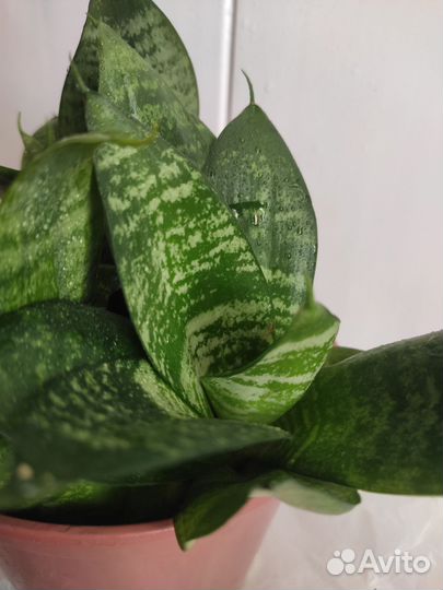 Сансевиерия