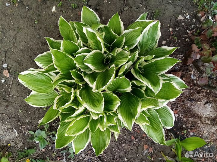 Хоста пестролистная саженцы