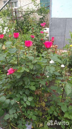 Кустовые розы саженцы