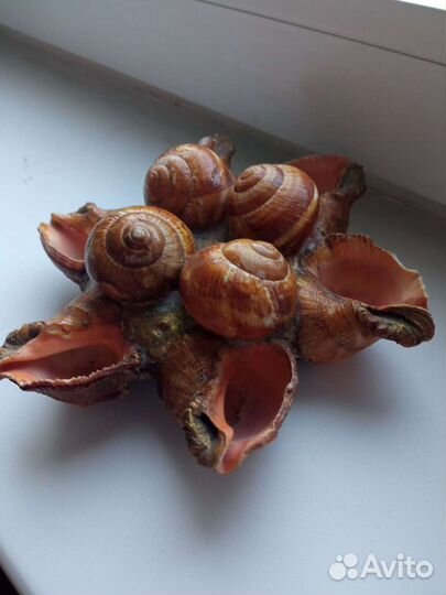 Пепельница из морских ракушек из СССР