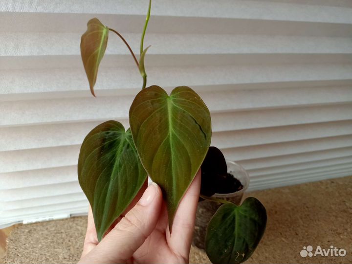 Филодендрон сканденс миканс