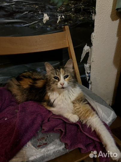 Коты и кошки в добрые руки