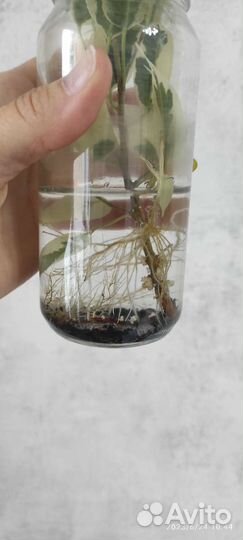 Фикус старлайт