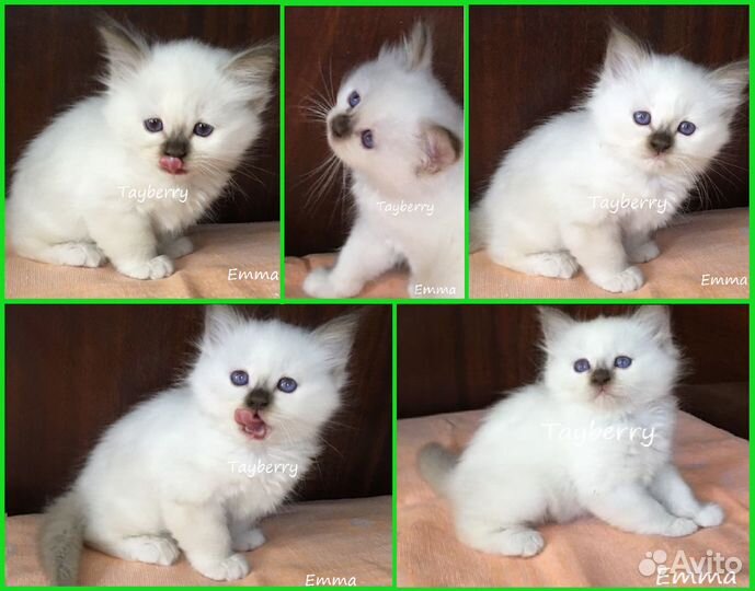 Котята Священная Бирма