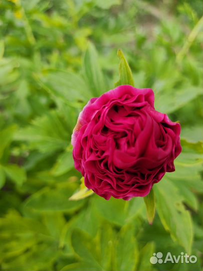 Цветущие пионы