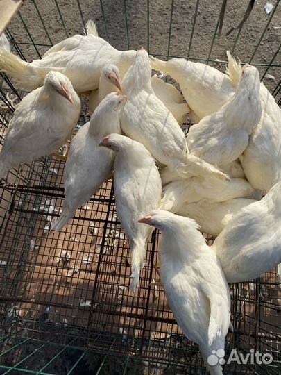 Куры молодки