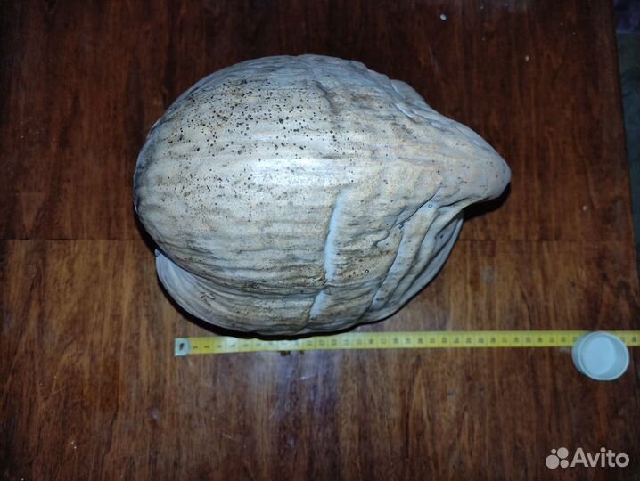 Кокосовый орех,морские ракушки