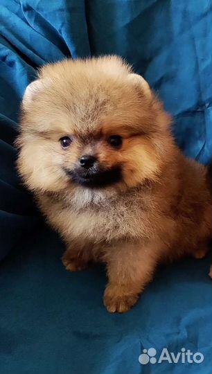 Померанские шпицы с документами в Казани