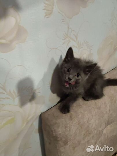 Кошка в дар