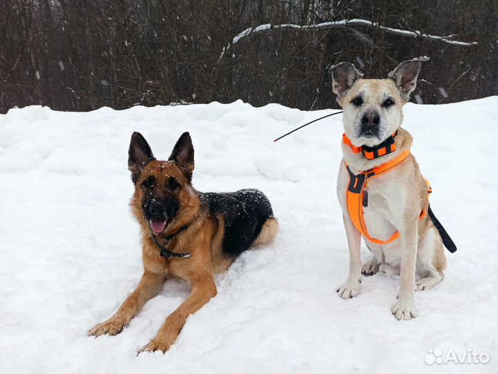 Кинолог, зоопсихолог