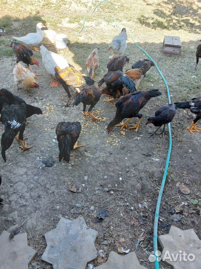 Бойцовые петухи