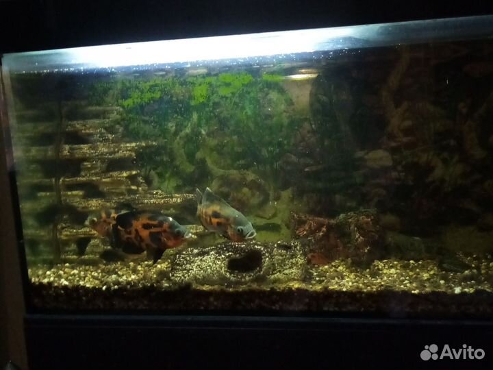 Продать аквариум 300 литров с цихлидами