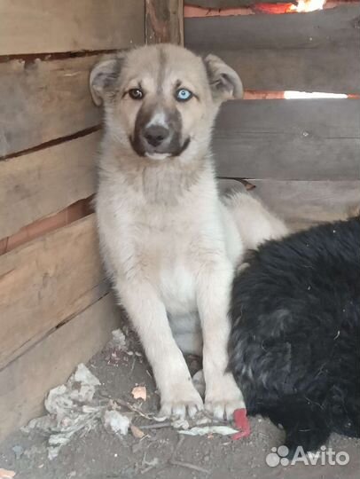 Щенки ищут дом