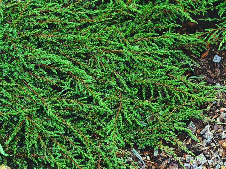 Можжевельник обыкновенный Грин Карпет