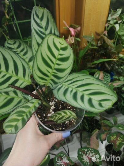 Ктенанта бурле маркси