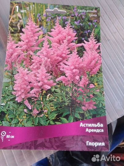 Садовые многолетники