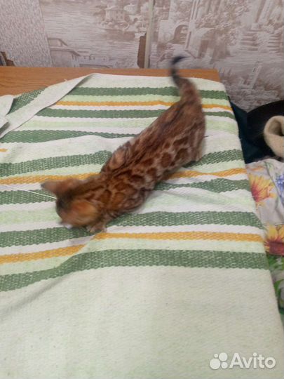 Бенгальская кошка