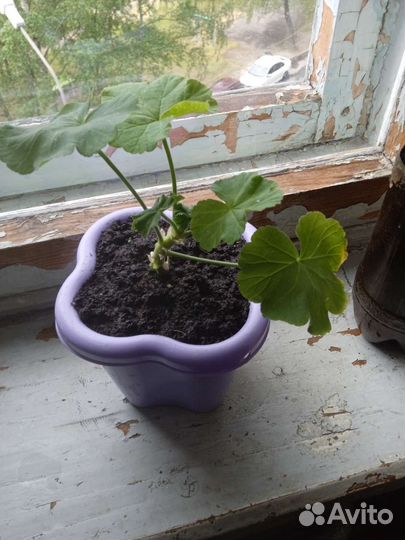 Пеларгония герань