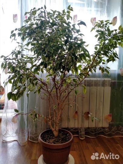 Фикус бенджамина пестролистный