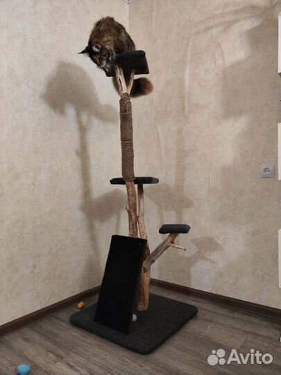 Когтеточка из дерева