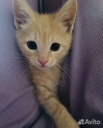 Котенок мальчик бесплатно