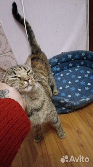 Котенок бесплатно